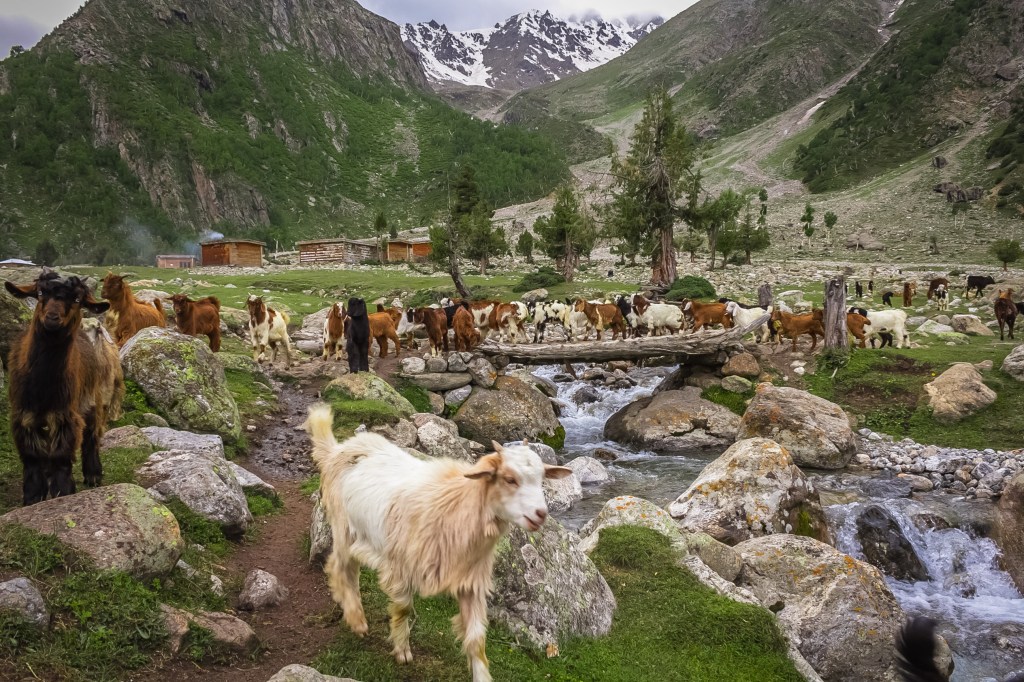 Sheep at Bayhal Camp
