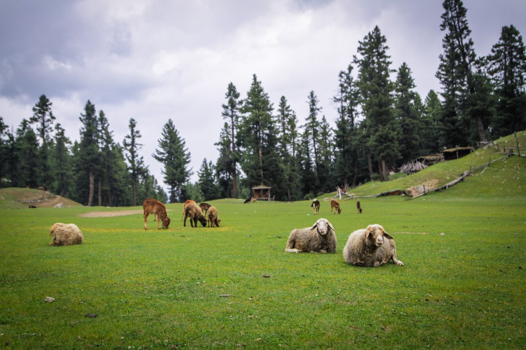 Sheep at Fairy Meadows