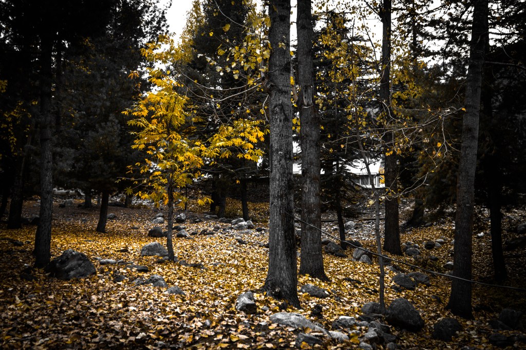 Autumn Colors in Naran